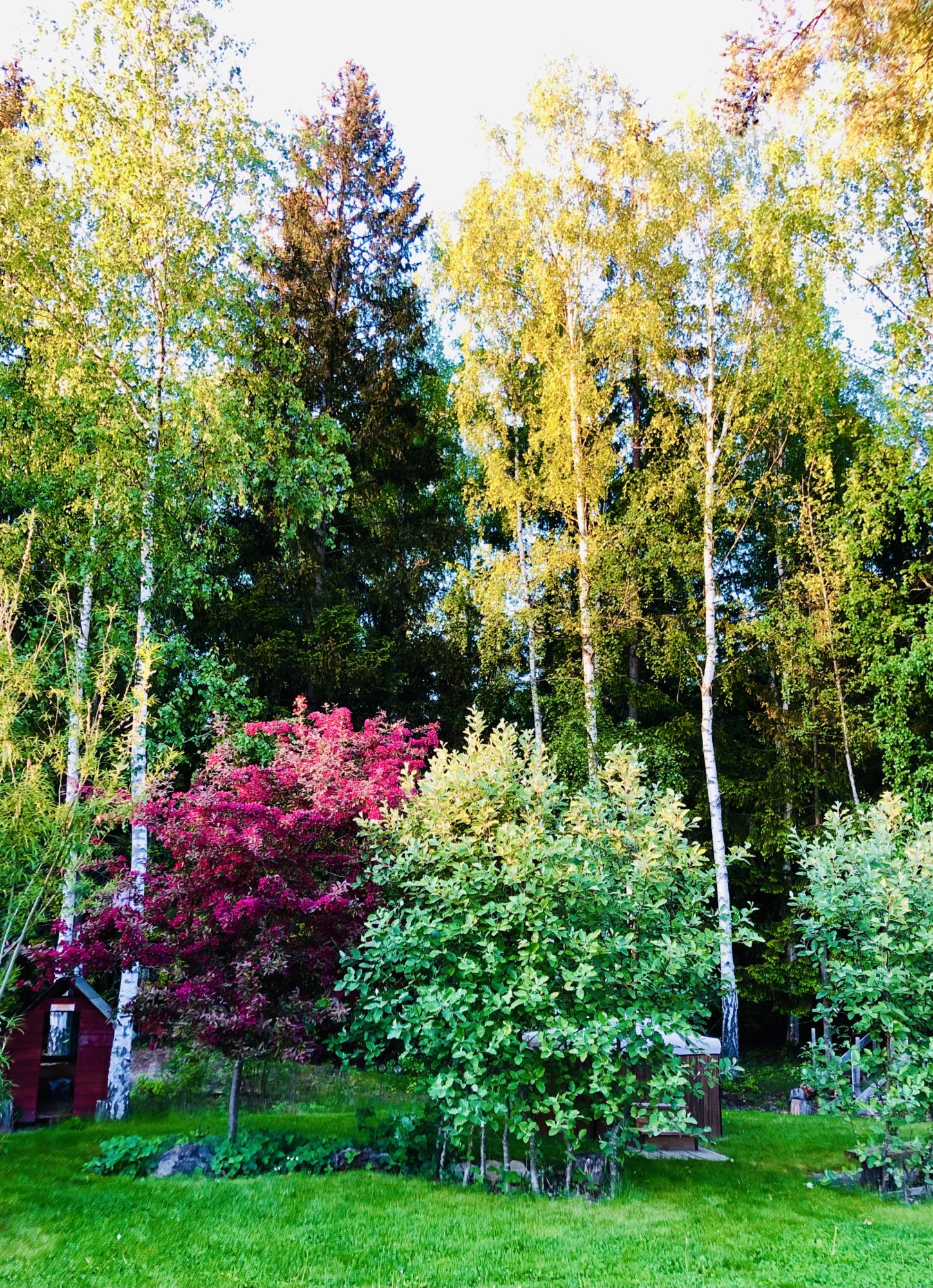 EF90813E-434F-4438-A623-3CF1D866A094 - Veckans Bästa - vecka 22 2021 ♥