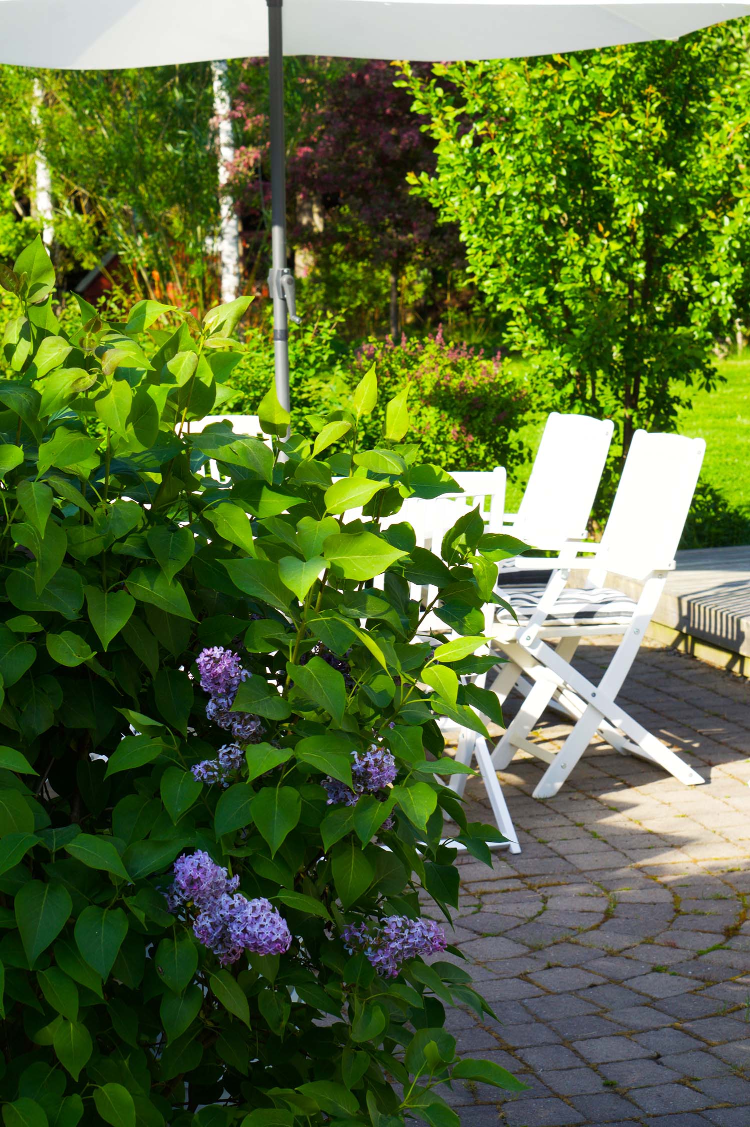 Trädgården i början av juni