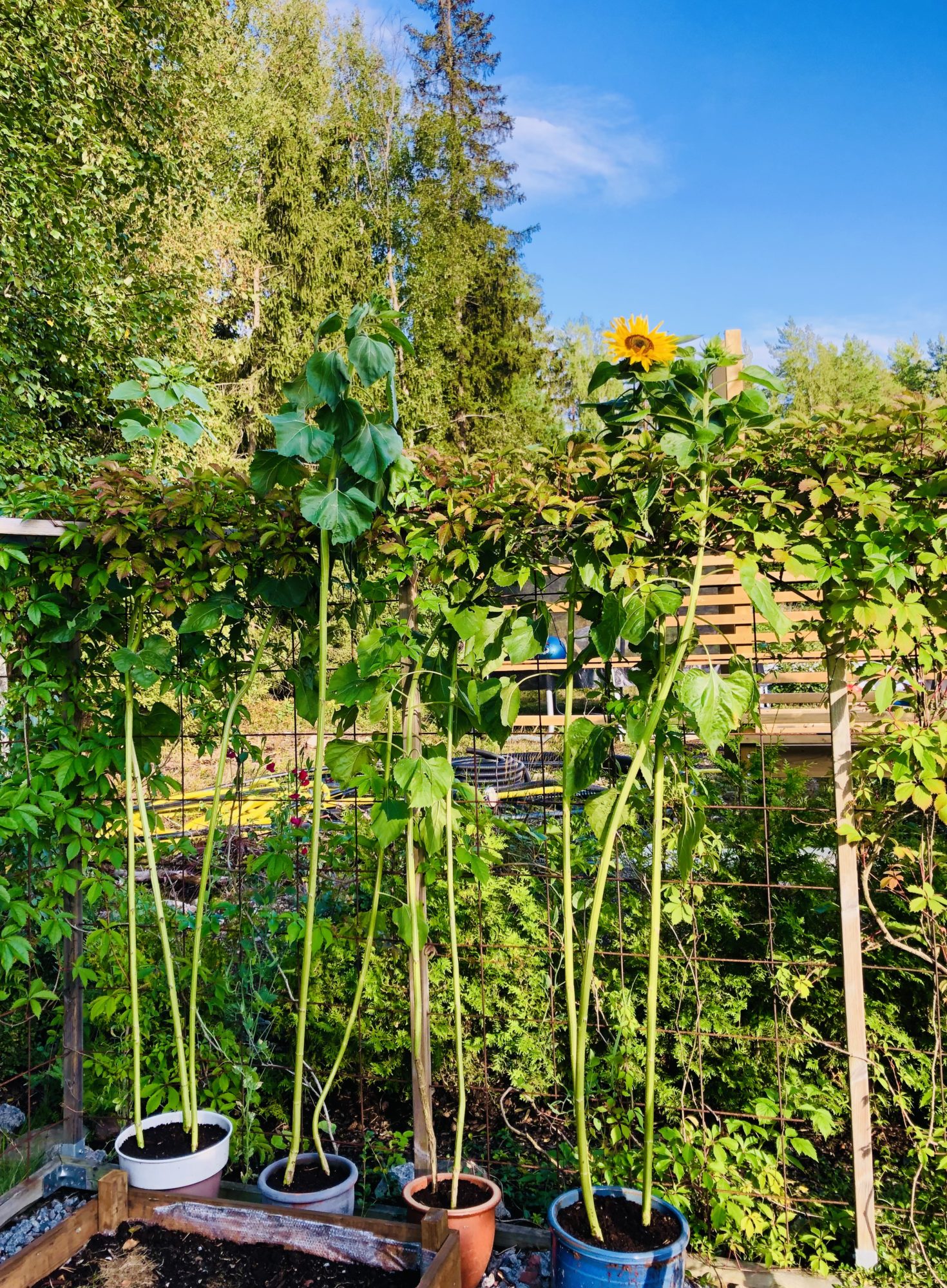 11E3DD66-76F4-4812-ABAF-E4D04A3C30BD - Veckans Bästa - vecka 32 2021 ♥