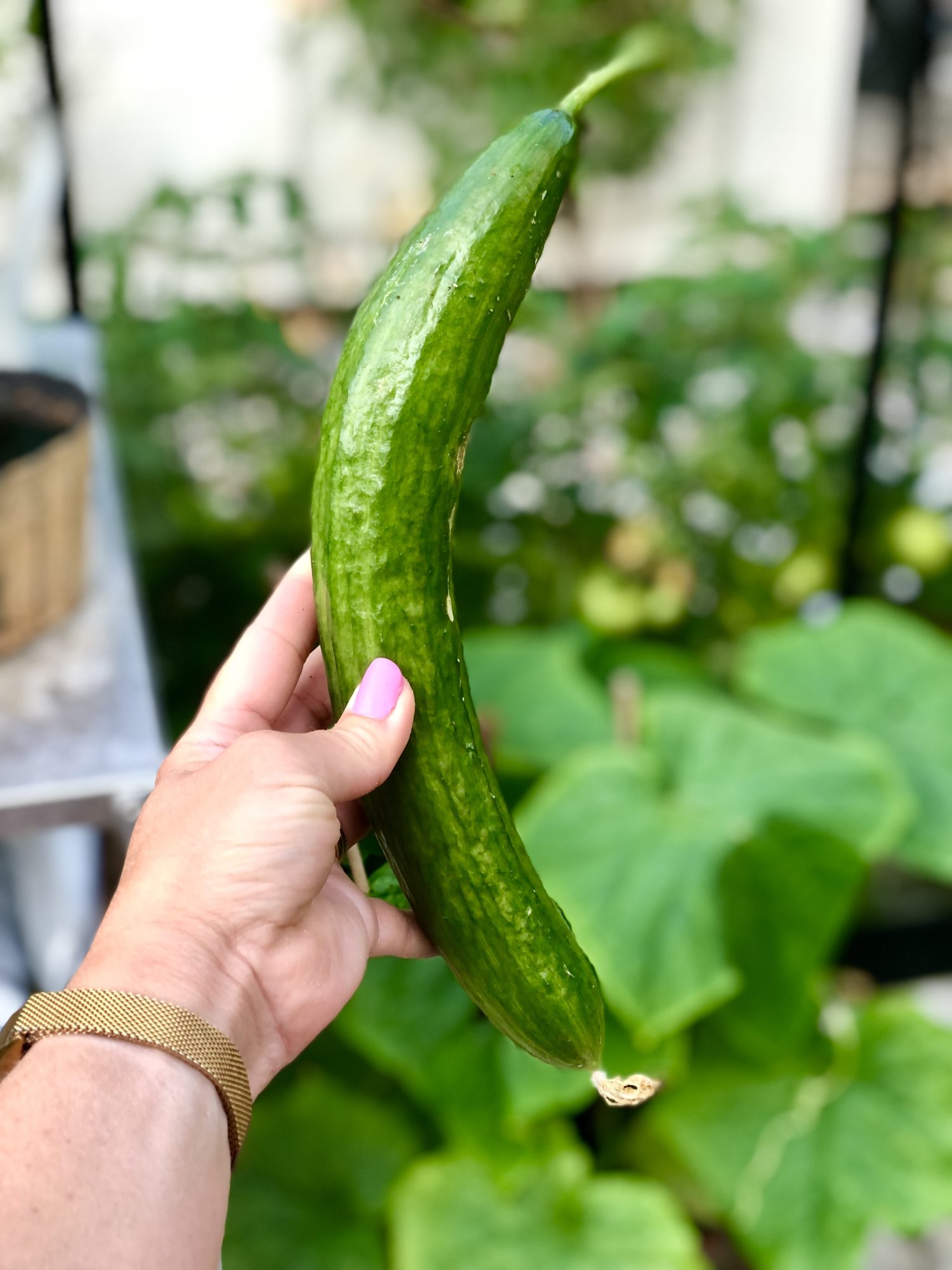 34A3B58B-5917-4AA7-8F33-4F8AE0E4DDC0 - Veckans Bästa - vecka 32 2021 ♥