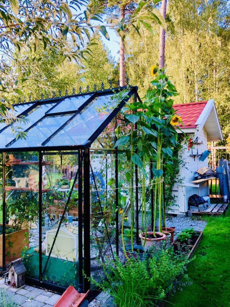 Solrosor hemma hos oss