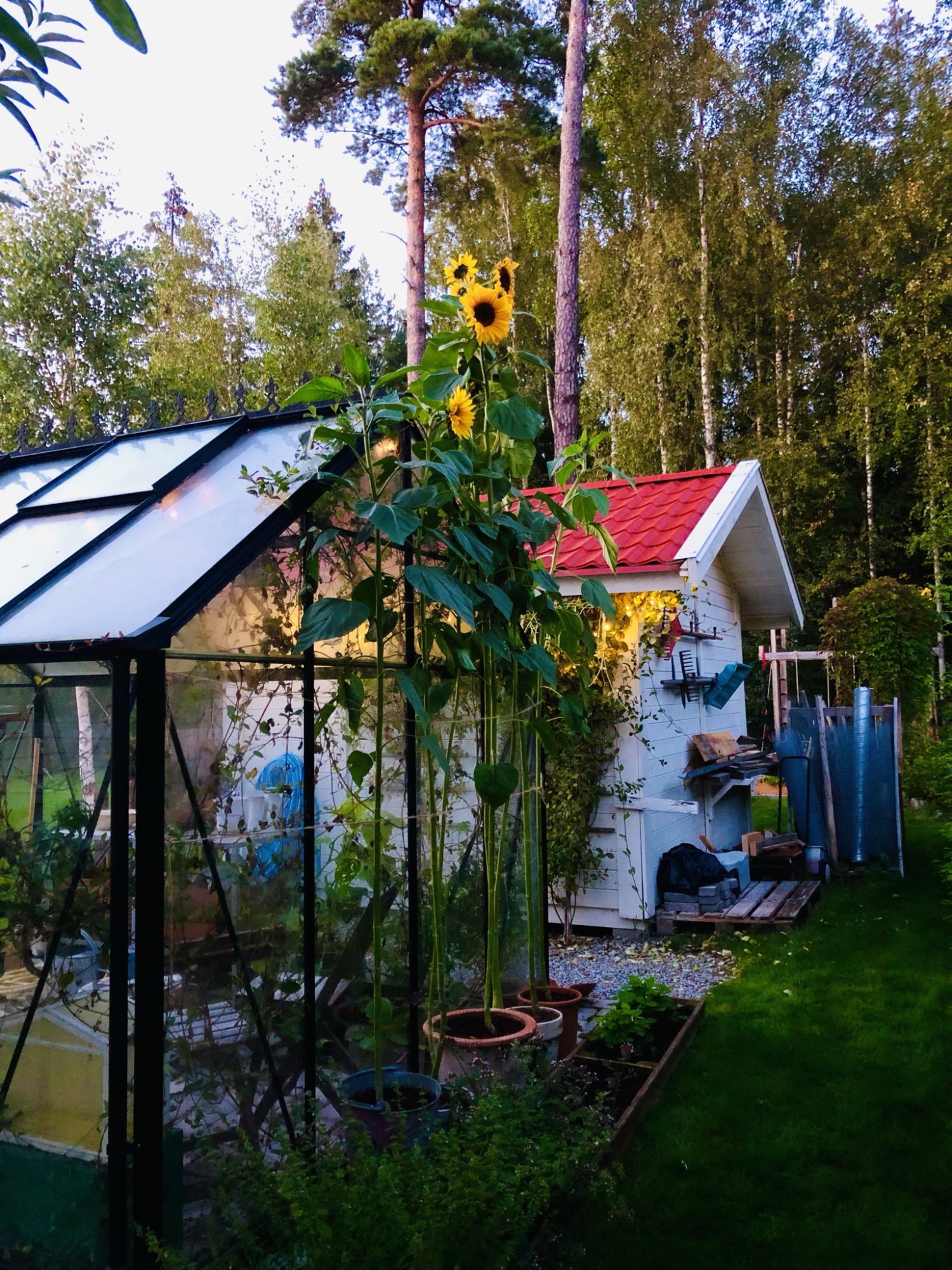 8384EE1C-F3CD-44DD-B77E-1118BC26FC5D - Veckans Bästa - vecka 35 2021 ♥