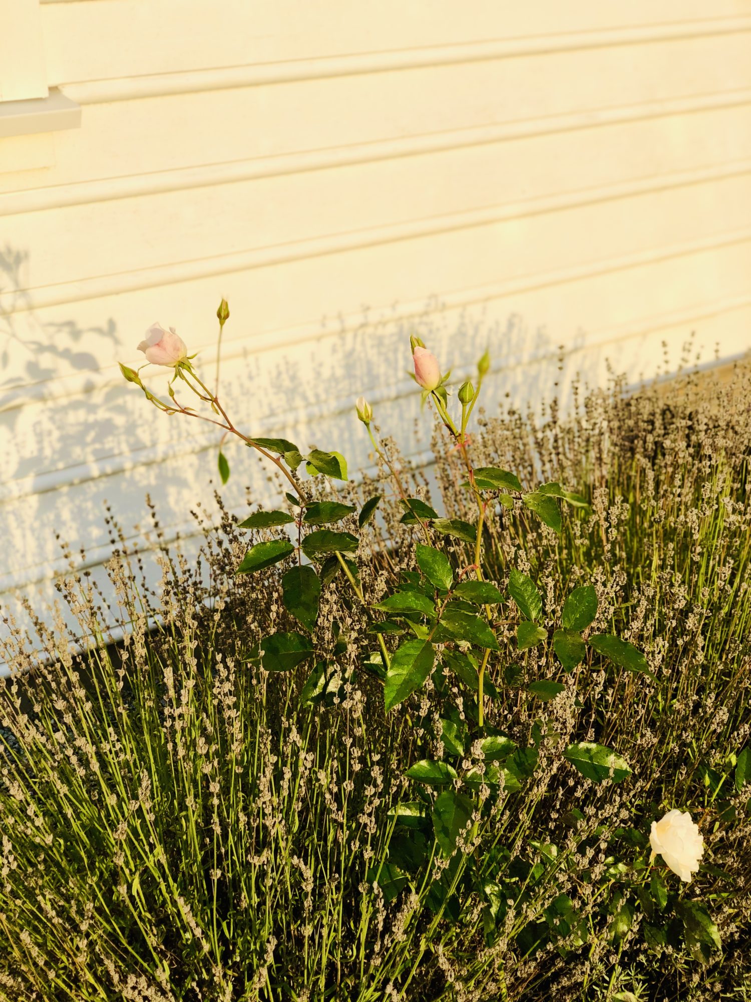 ACBE3C94-33D0-43C6-A90B-AC20C7C6F3F7 - Veckans Bästa - vecka 43 2021 ♥