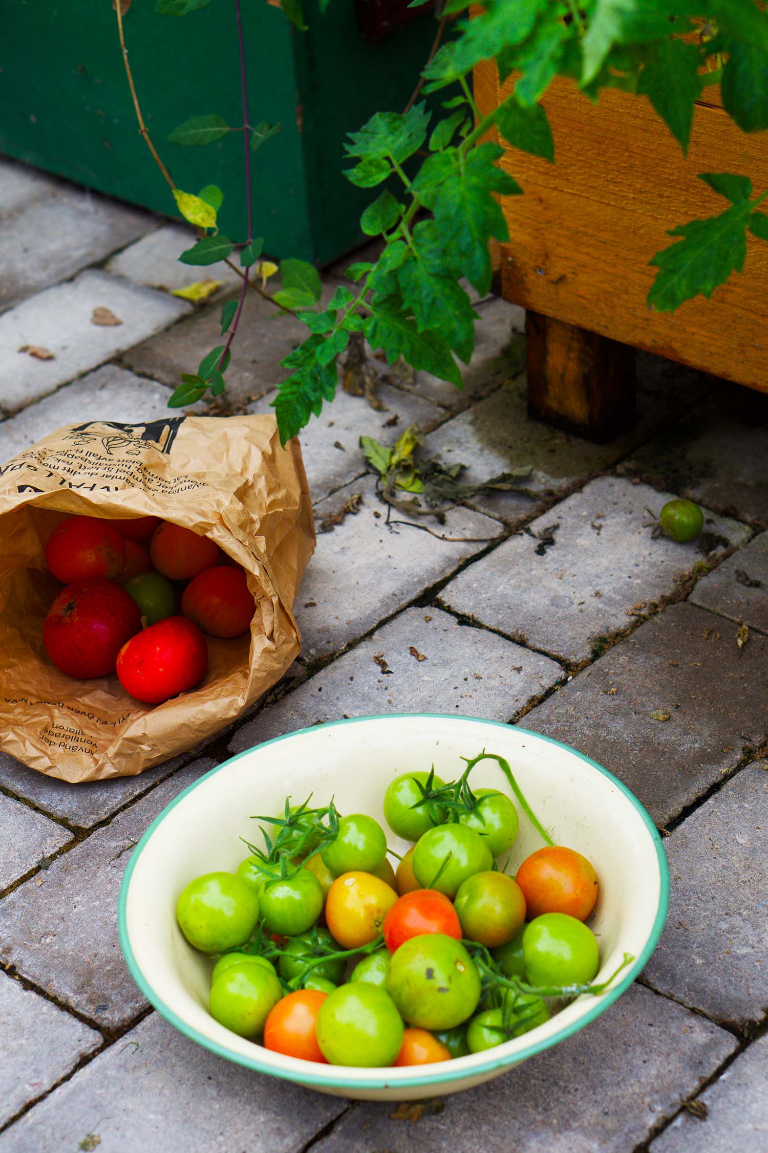 Så får du gröna tomater att mogna