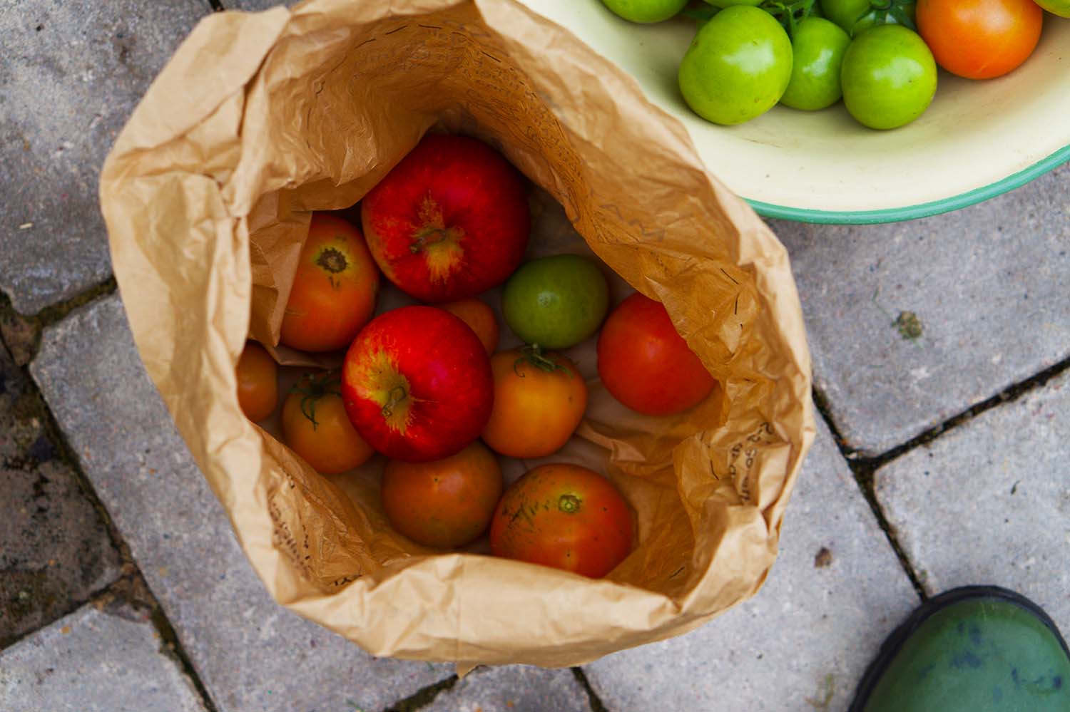Så får du gröna tomater att mogna