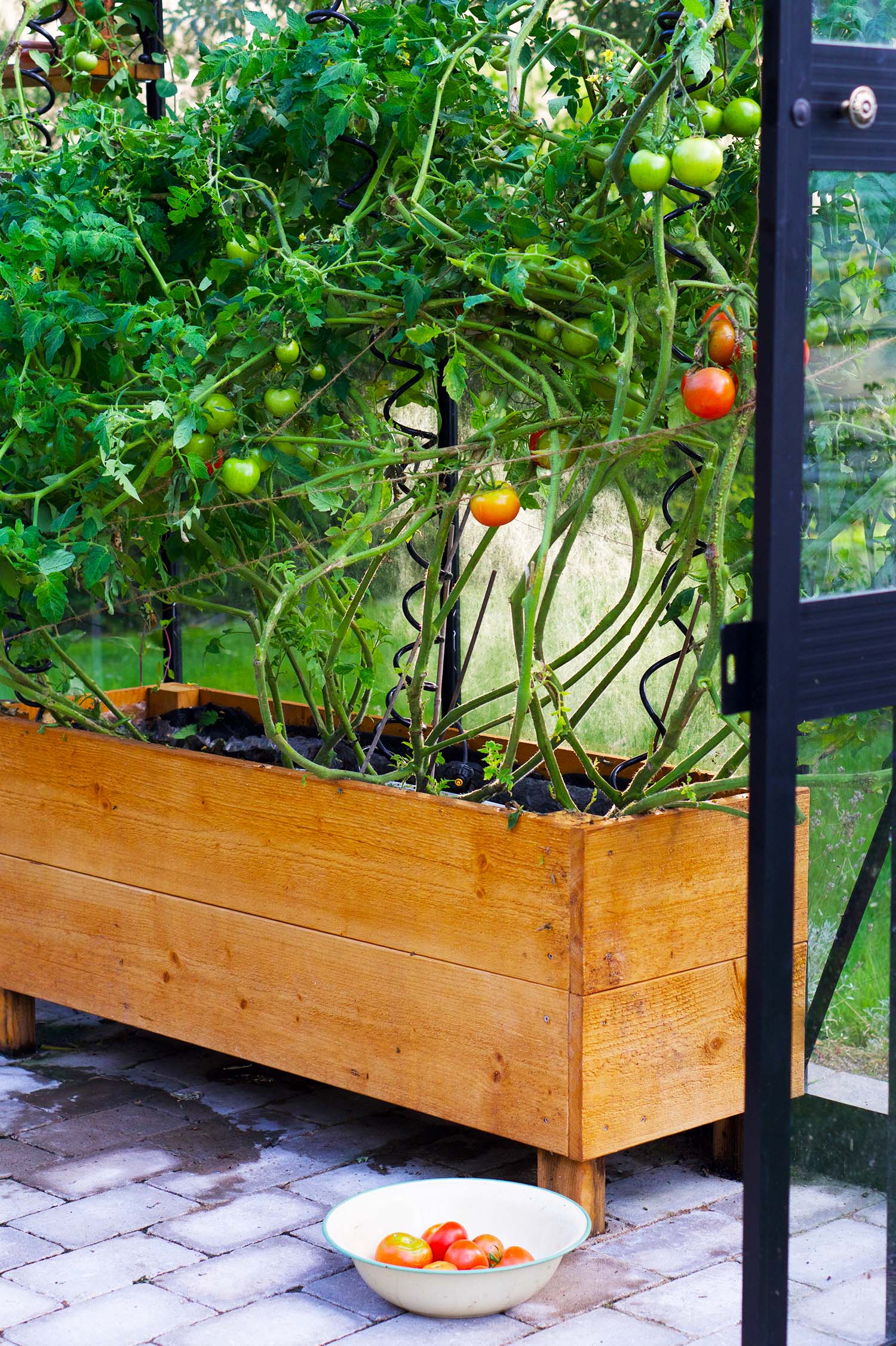 Egenodlade tomater i vårt växthus