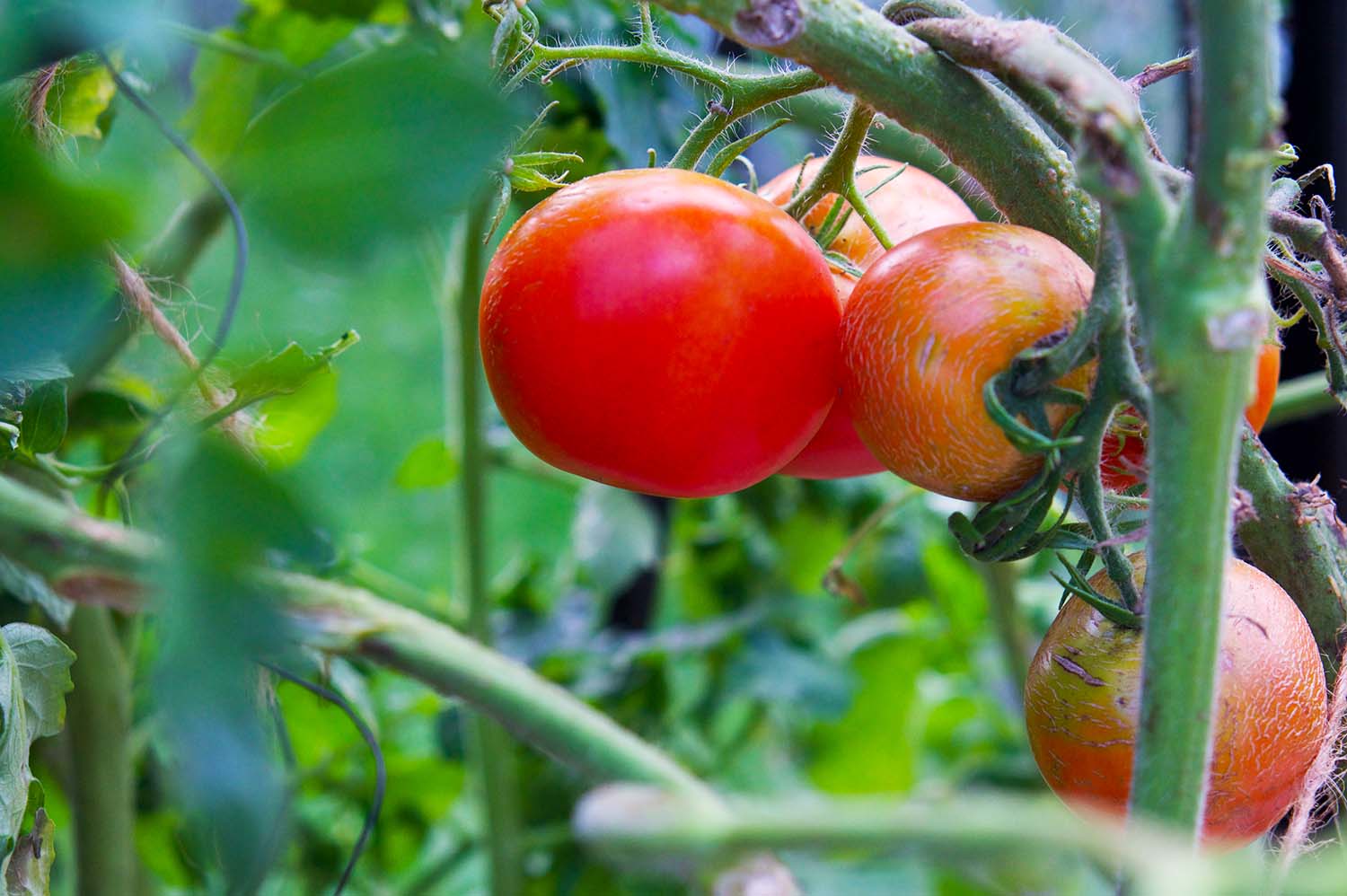 Egenodlade tomater i vårt växthus