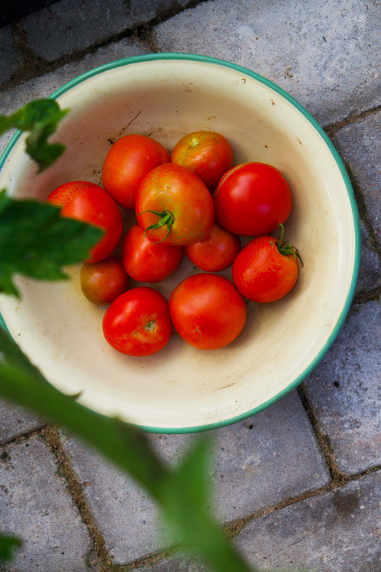 Egenodlade tomater i vårt växthus