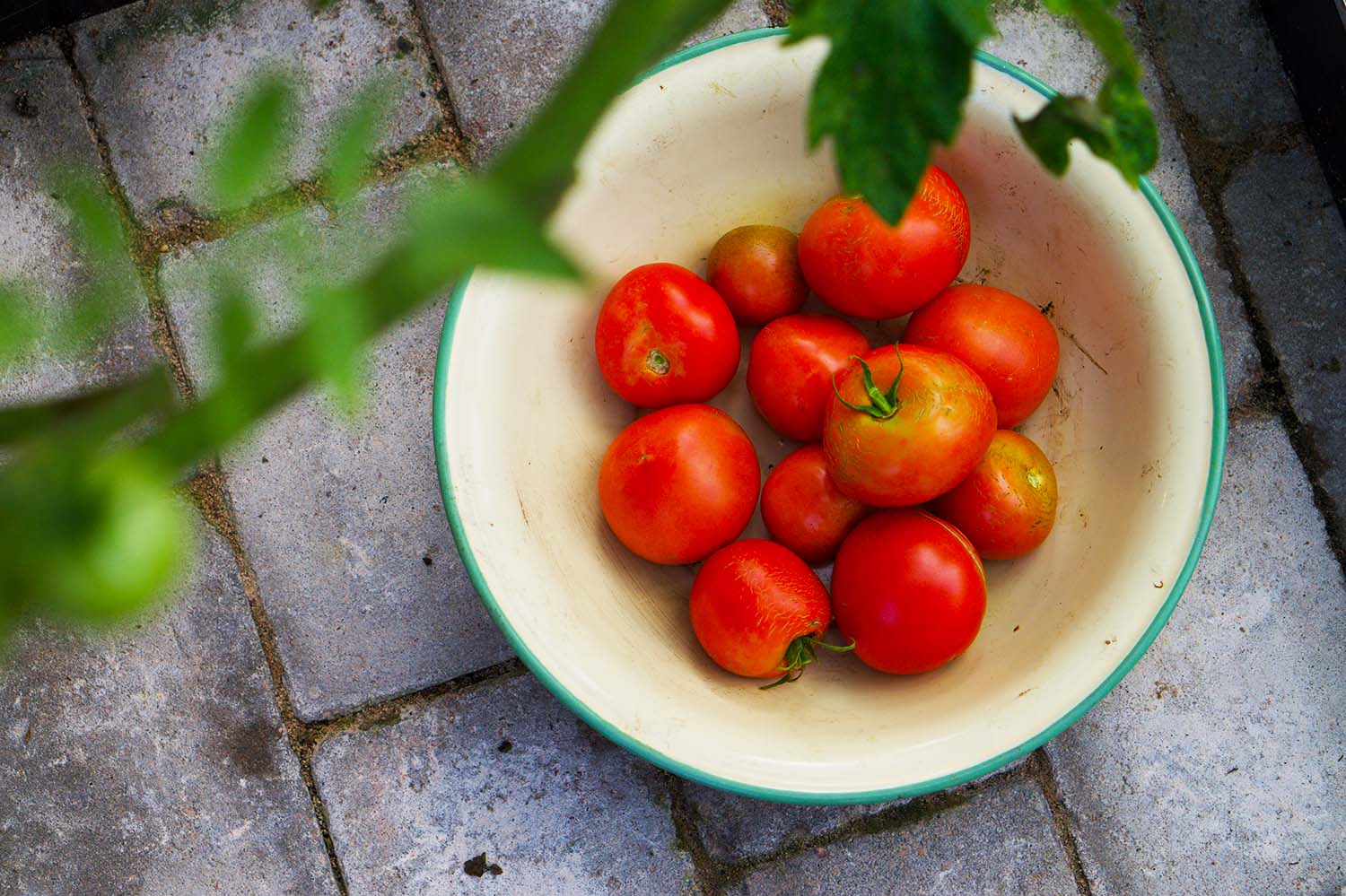 Egenodlade tomater i vårt växthus