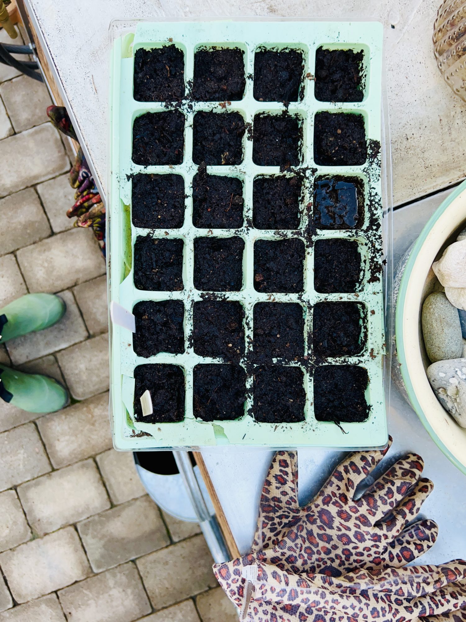 C150753C-BA22-400C-A990-A79ABB1F0BAD - Odlingssäsongen 2022