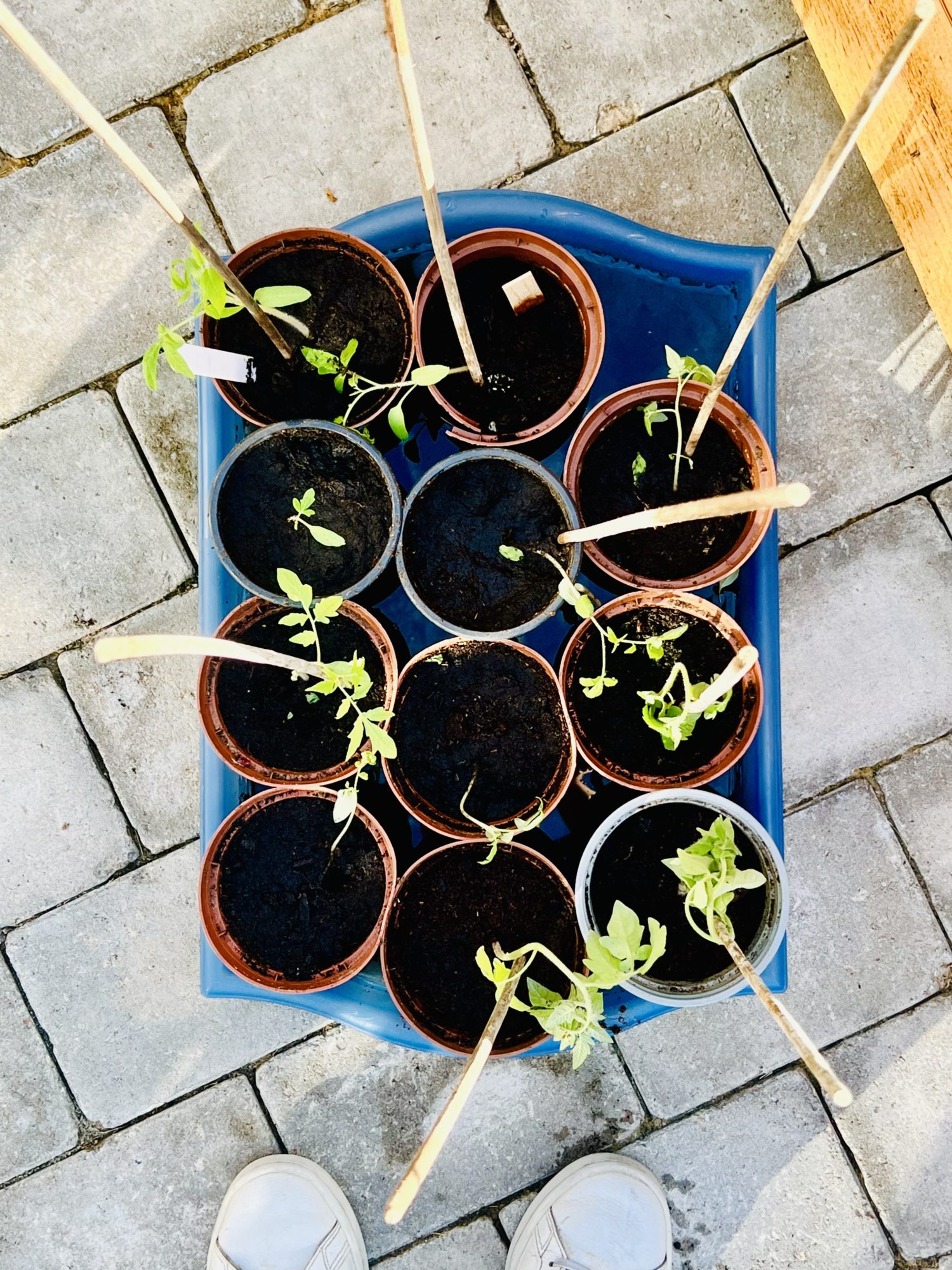 3EA4C7AC-09BF-4930-ADA5-B9BC4983268E - Vårtecken trädgården