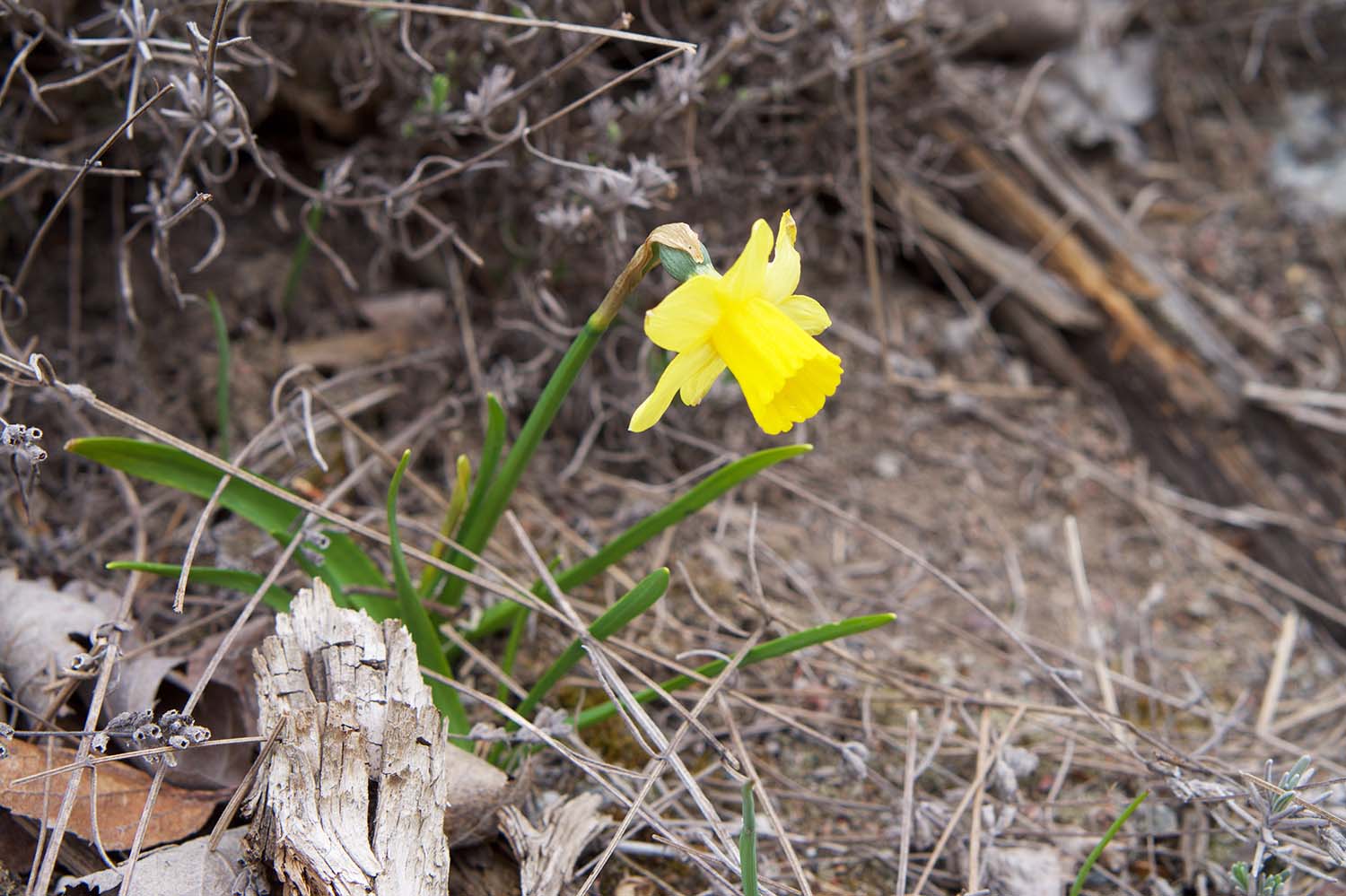 Vårtecken trädgården 2022