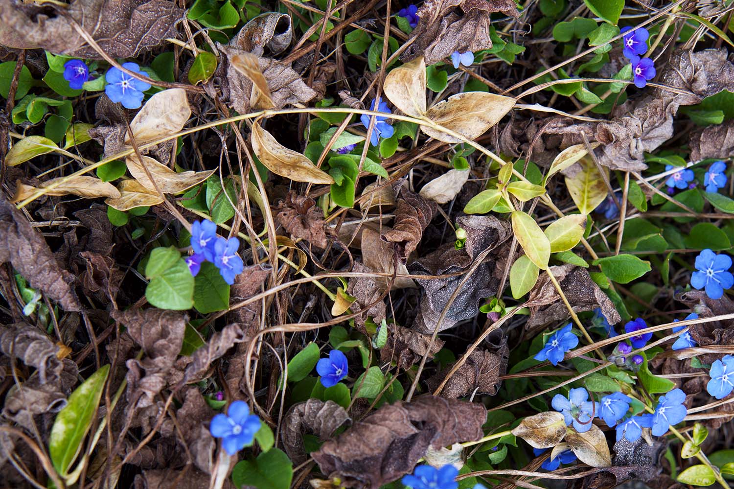 Vårtecken trädgården 2022