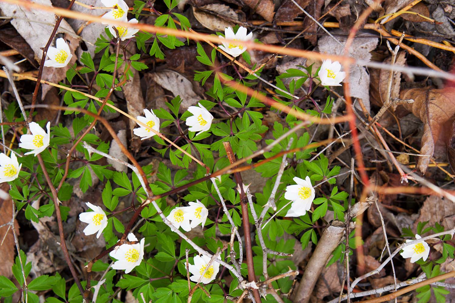 Vårtecken trädgården 2022