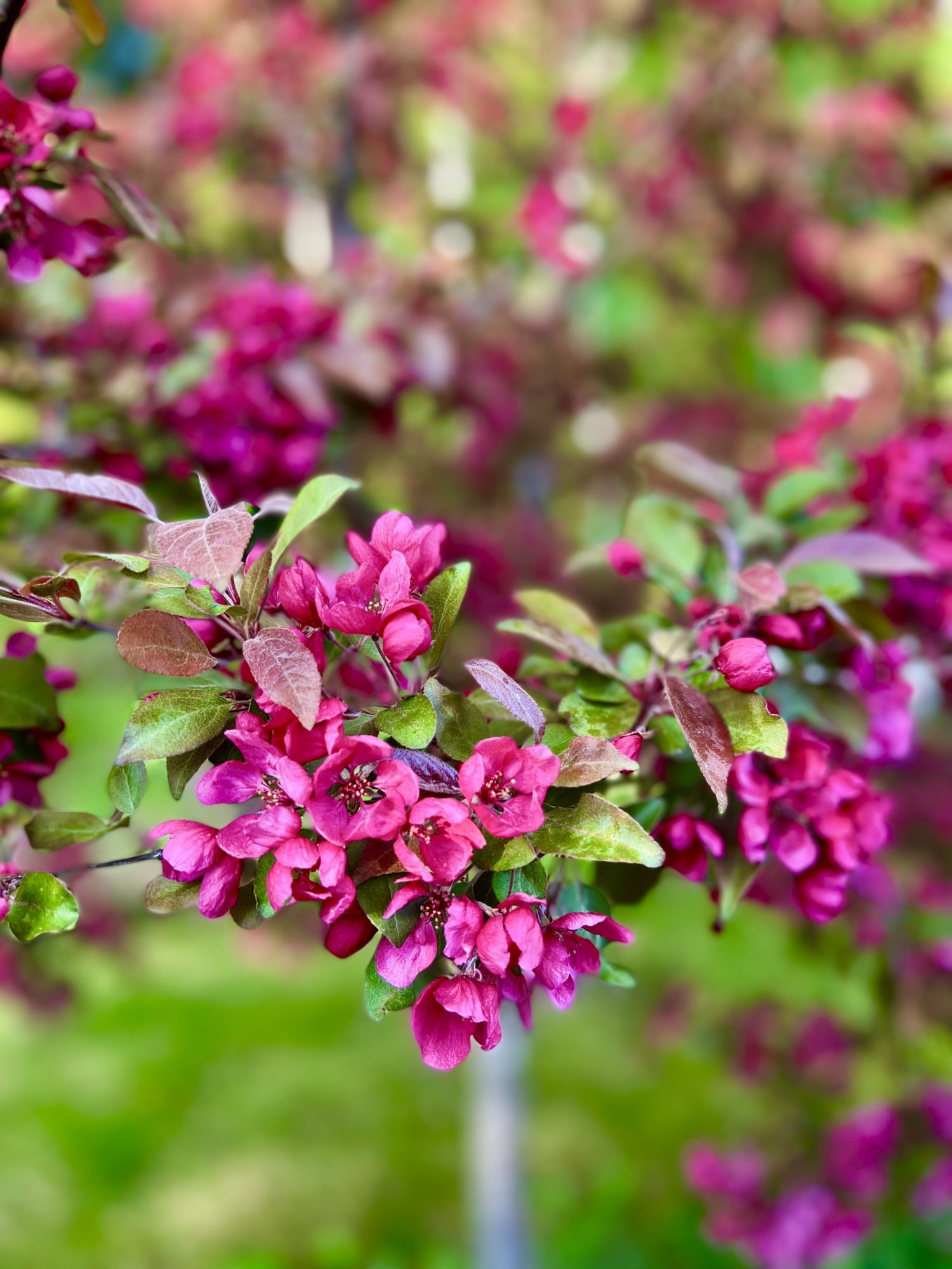 36D6C5E5-C8FB-4546-B3D4-7FE13297CE54 - Veckans Bästa - vecka 21 2022 ♥