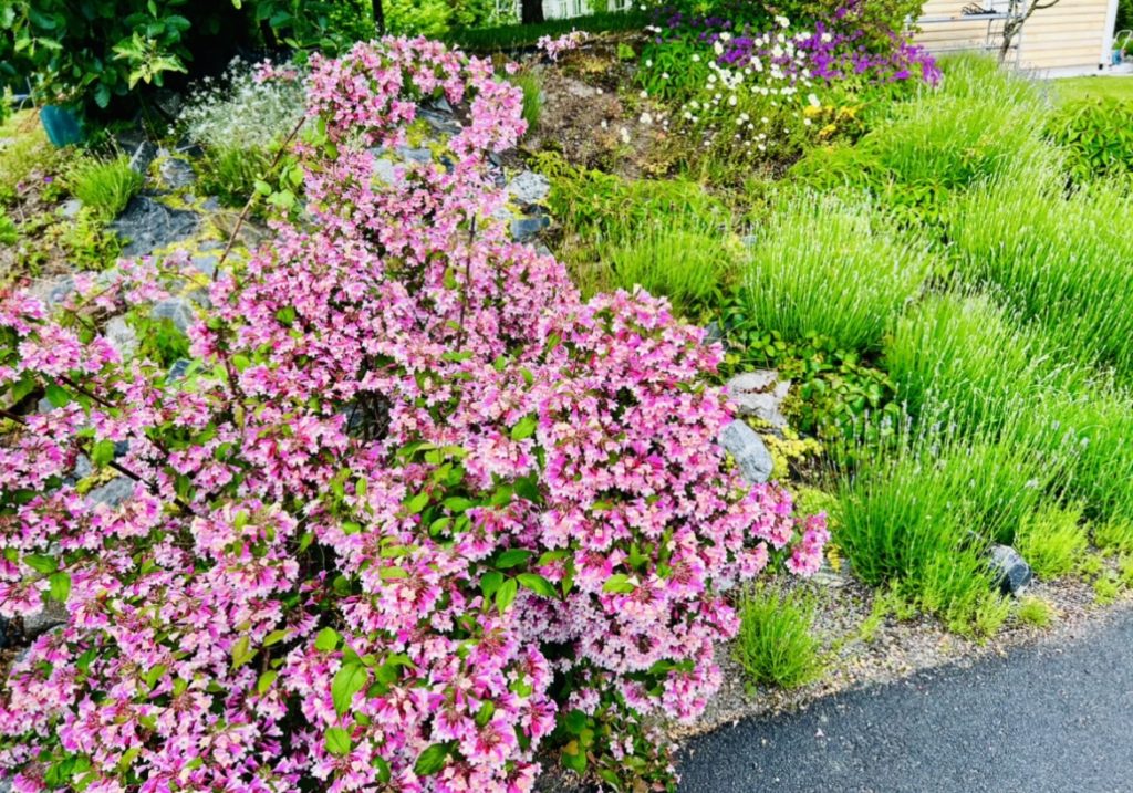 5E897CFD-F9AB-4906-B036-102566182339-1024x717 - Veckans Bästa från midsommarveckan 2022 ♥