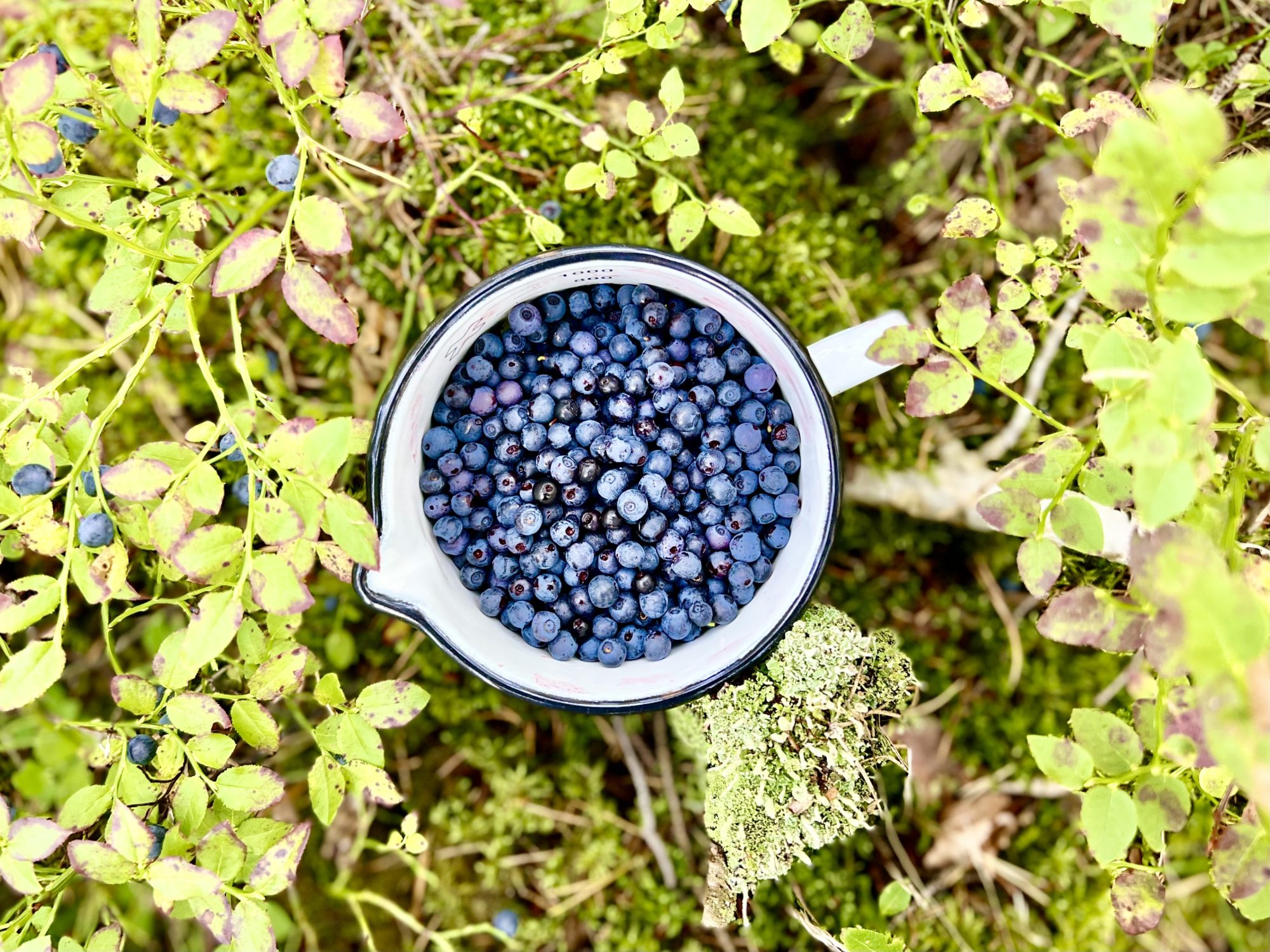 7D528EFC-AAF5-4761-9700-5CA77E68733F - Skördetider