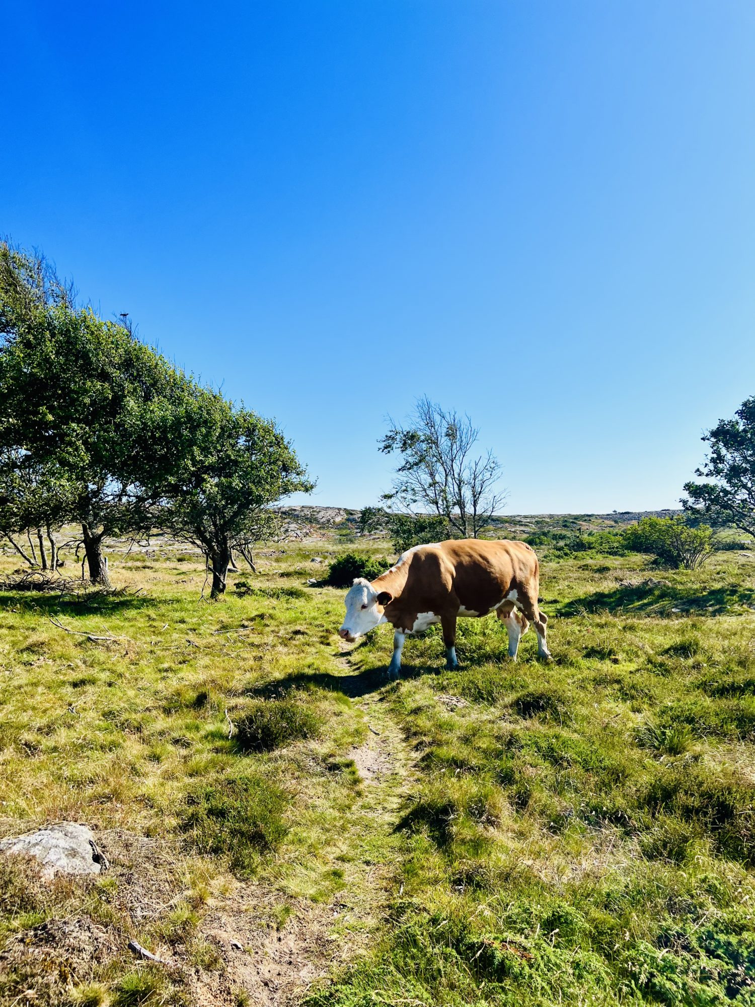 Saltviks Camping i Grebbestad