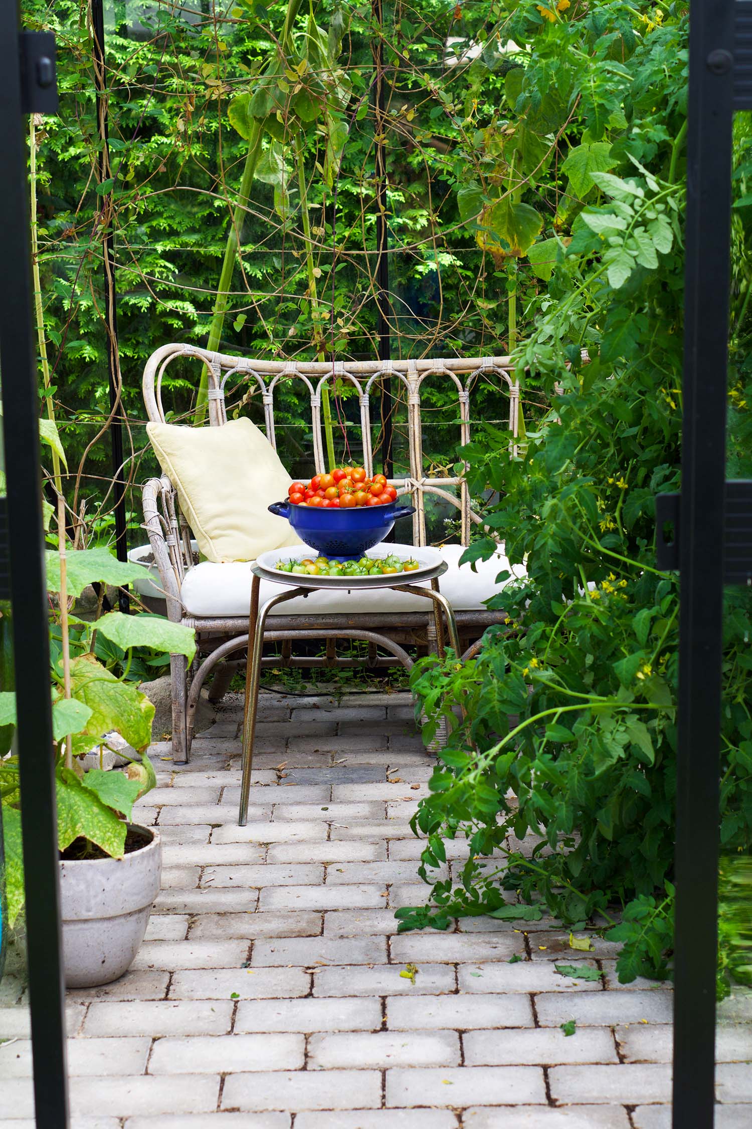 Skördetider i augusti - våra tomater