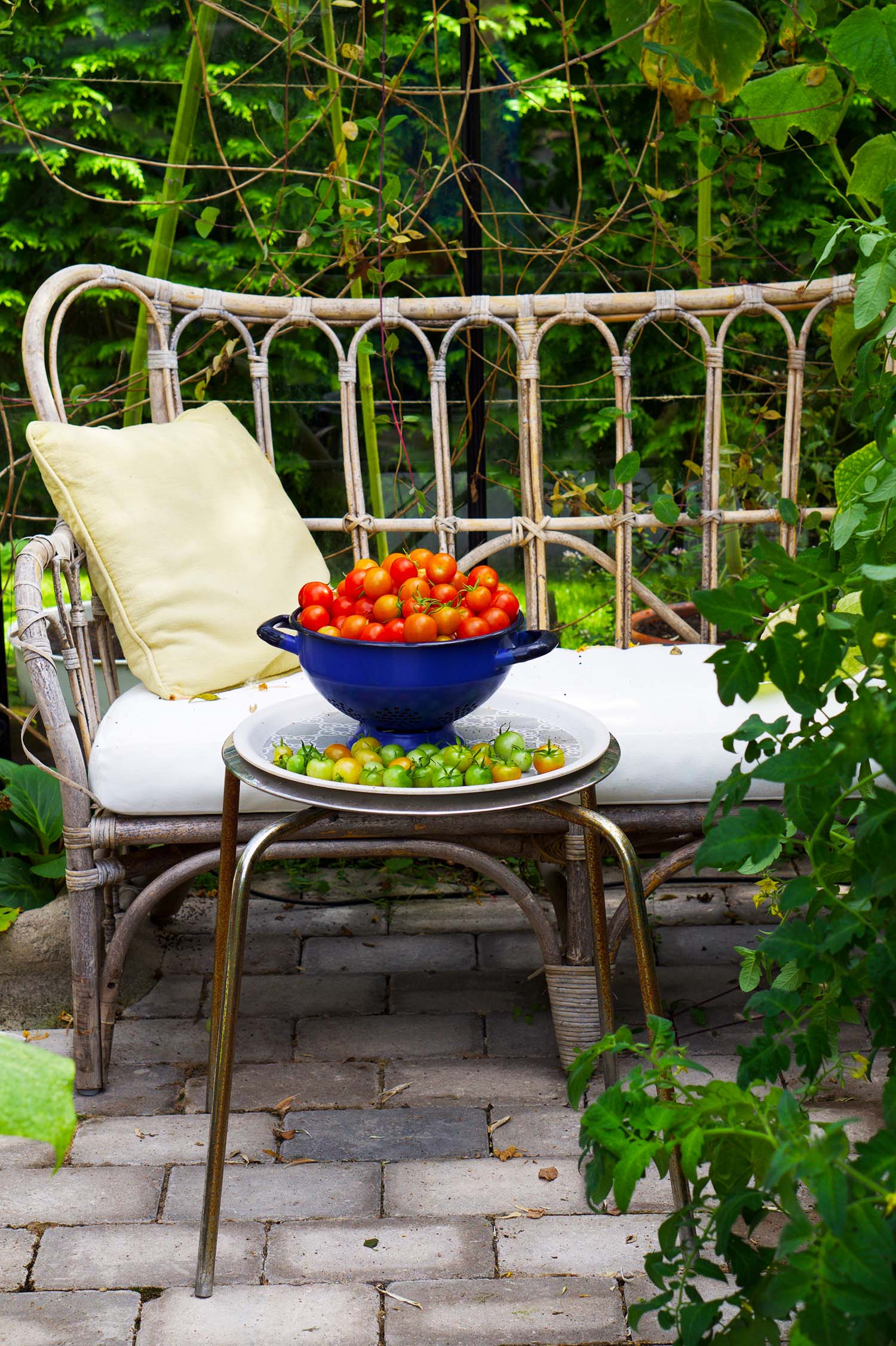 Skördetider i augusti - våra tomater