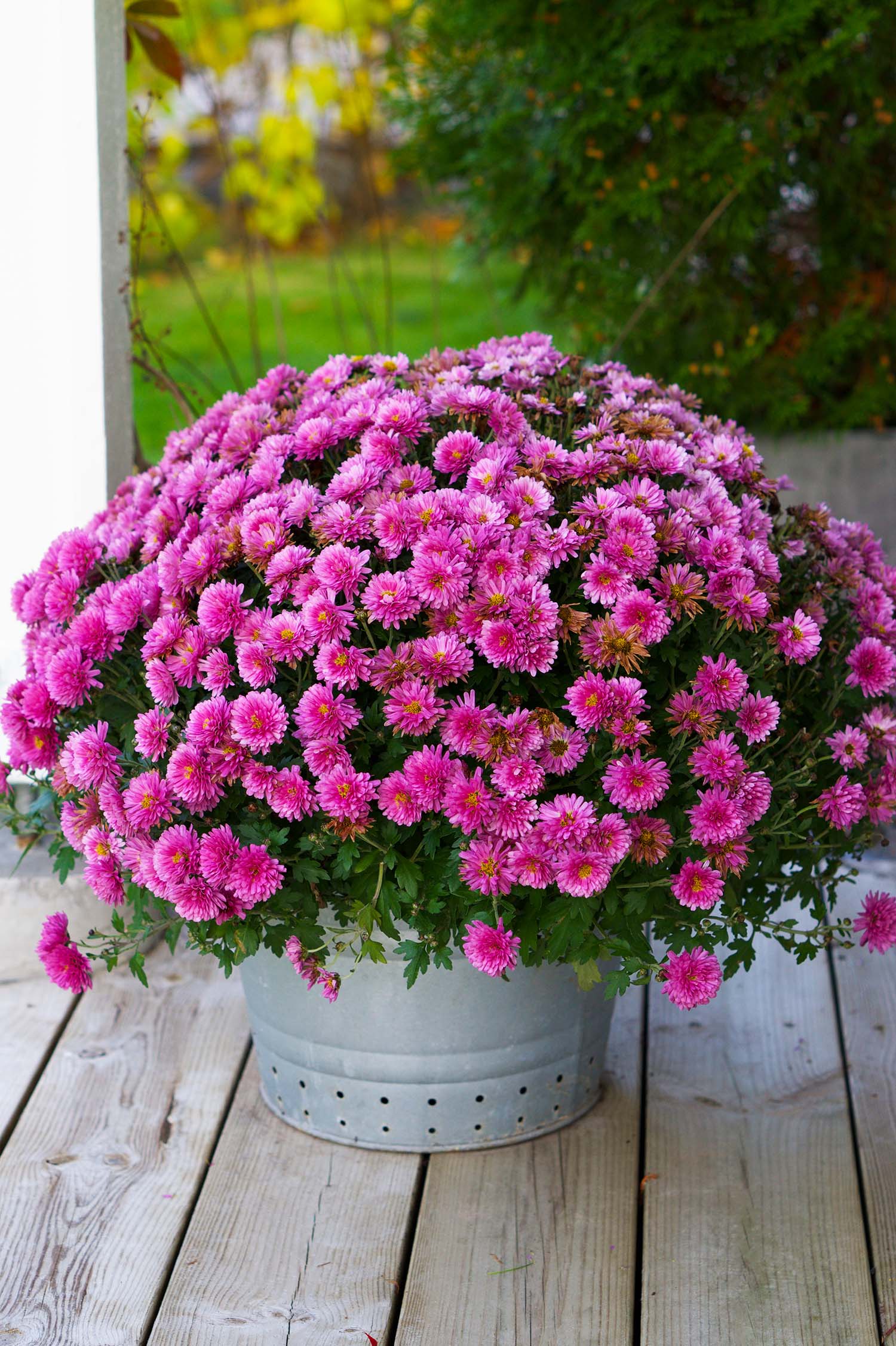 Höstfix i trädgården