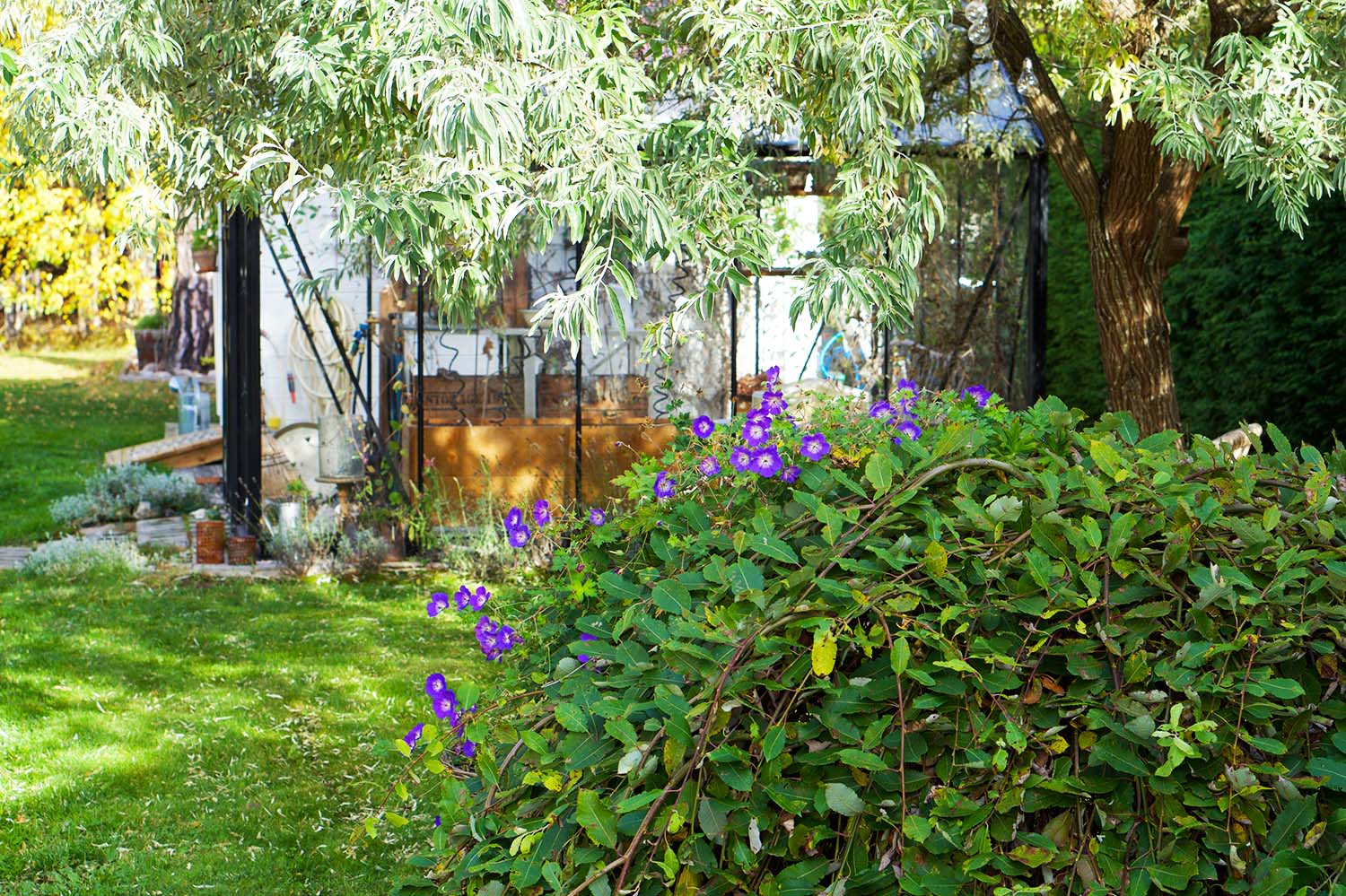 Höstfix i trädgården