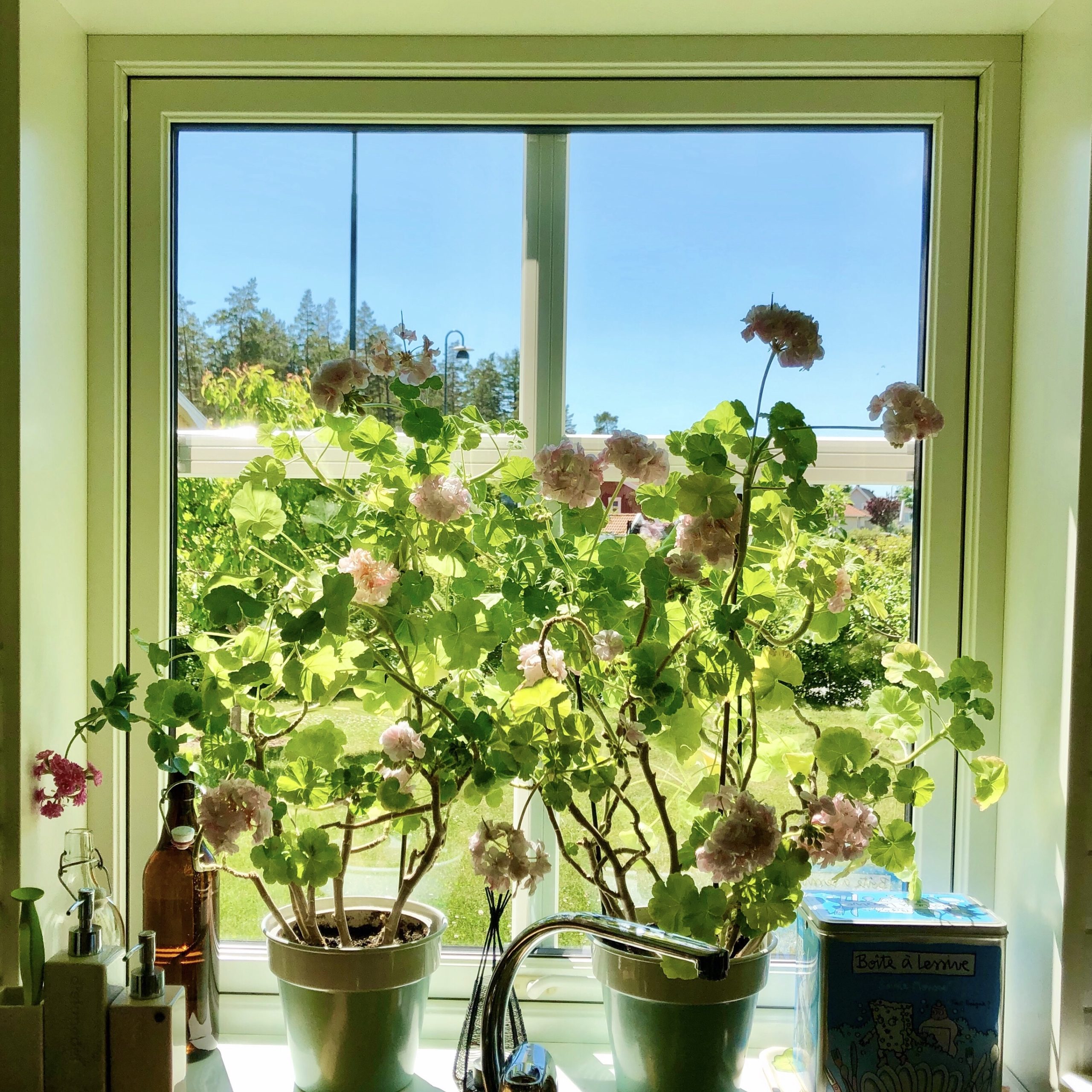 36994e49-62f2-4549-bcff-531d7e6497c2-scaled-1 - Midsommarveckan och Veckans Bästa ♥