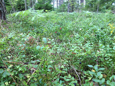 IMG_3833 - Rött och blått