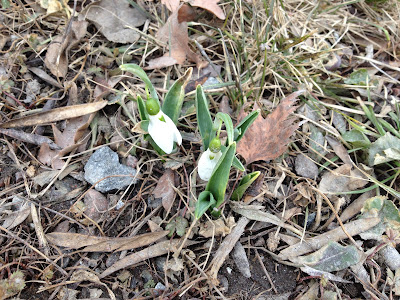 Vartecken-pa-promenad-9 - Sköna vårtecken på promenaden