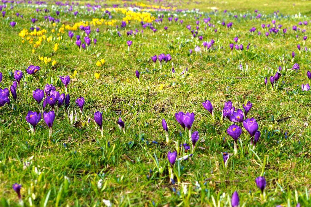 Vasaparken promenad