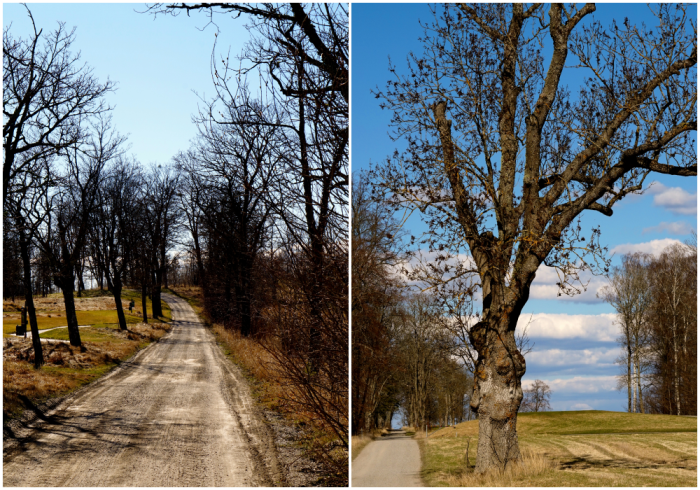 allergi promenad