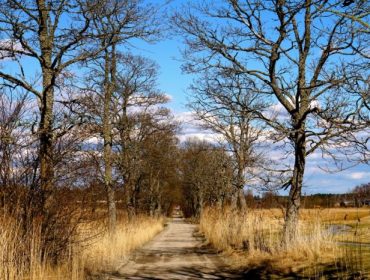 allergi-promenad-2-e1460485416724