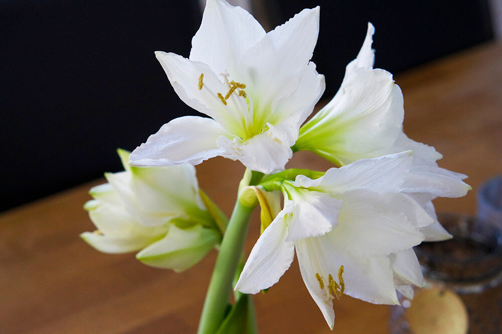 Amaryllis