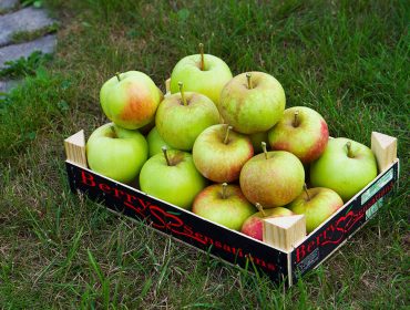 appeltrad-8-1