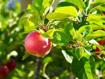 appleskord-1