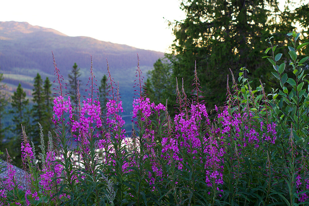Åre Björnen på sommaren