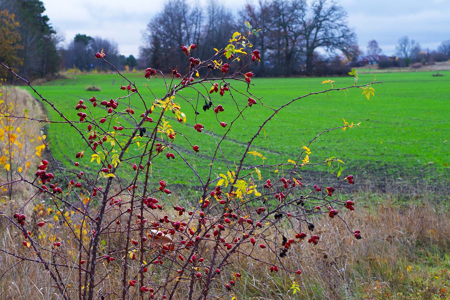 Årets längsta dag - nyponbuske ute i oktober