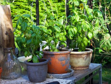 basilikapesto-recept-1
