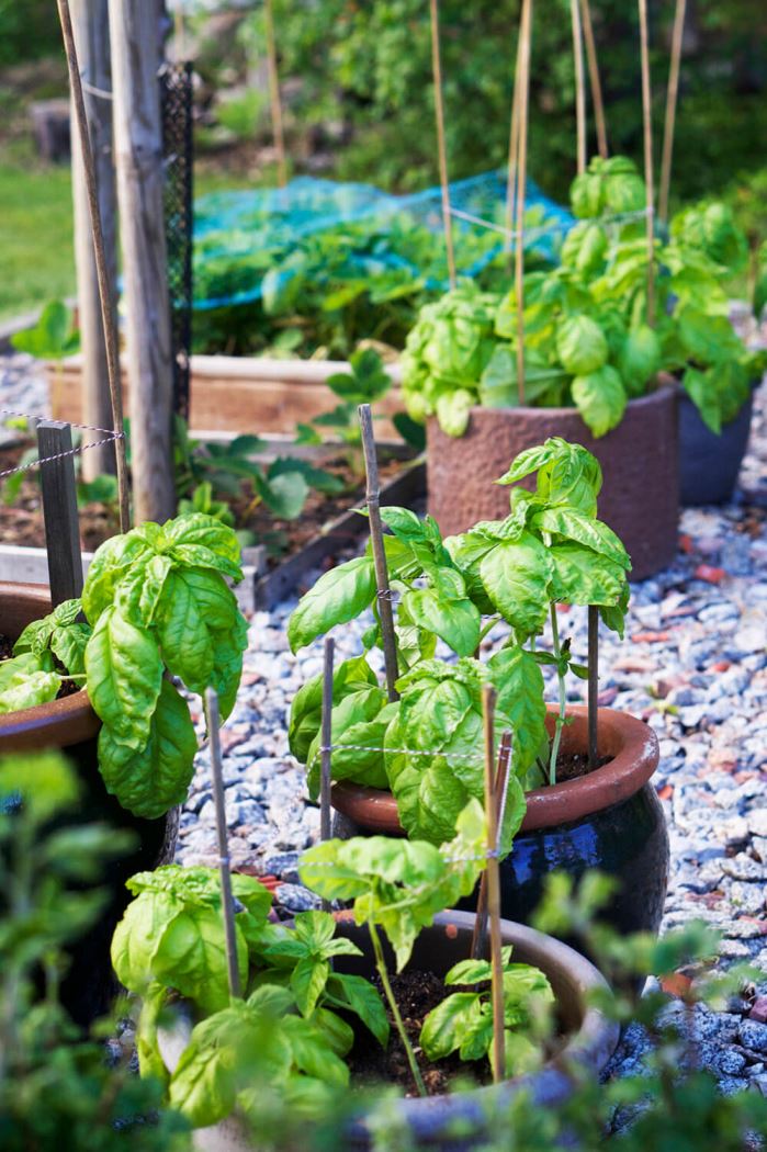 Basilikaplantor i odlingslandet