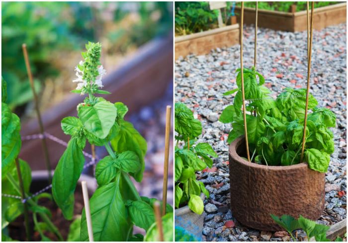 Basilikaplantor i odlingslandet