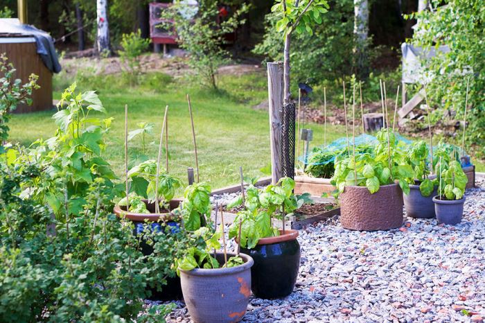 Basilikaplantor i odlingslandet