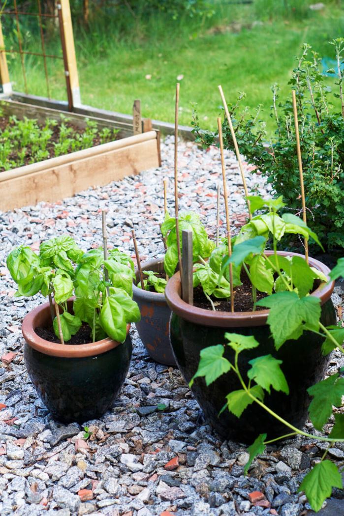 Basilikaplantor i odlingslandet