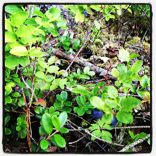 blabar-1 - Bärsymfoni till frukost