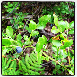 blabar-2 - Bärsymfoni till frukost