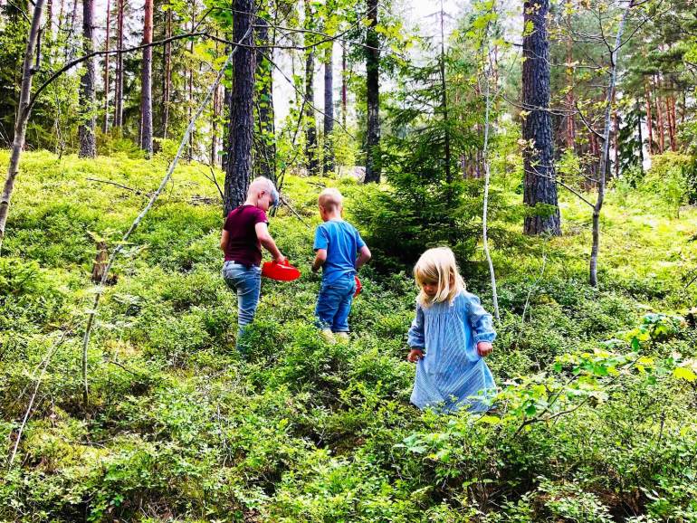 blabar-i-skogen-4 - Massor med blåbär i skogen och tips på gott med blåbär