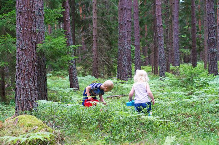 Barnen i blåbärsskogen