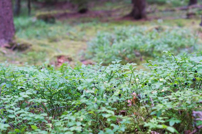 blåbär i blåbärsskogen