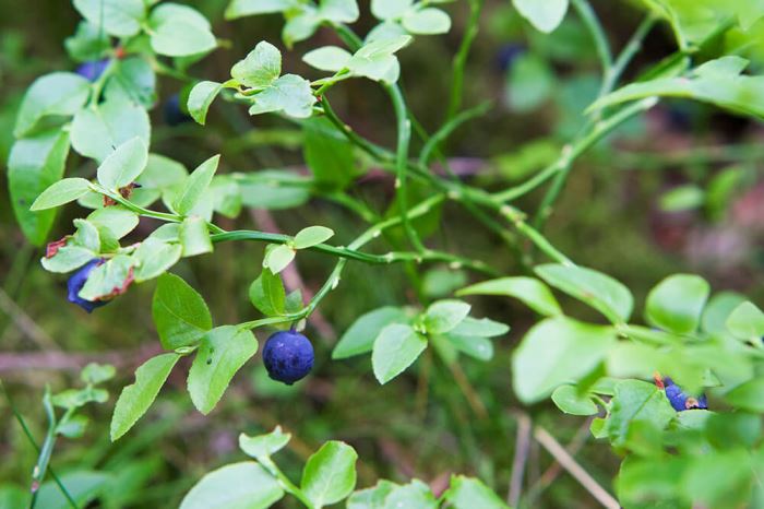 blåbär i blåbärsskogen