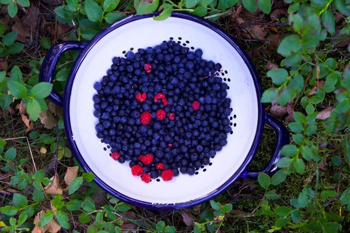 blåbär och några hallon