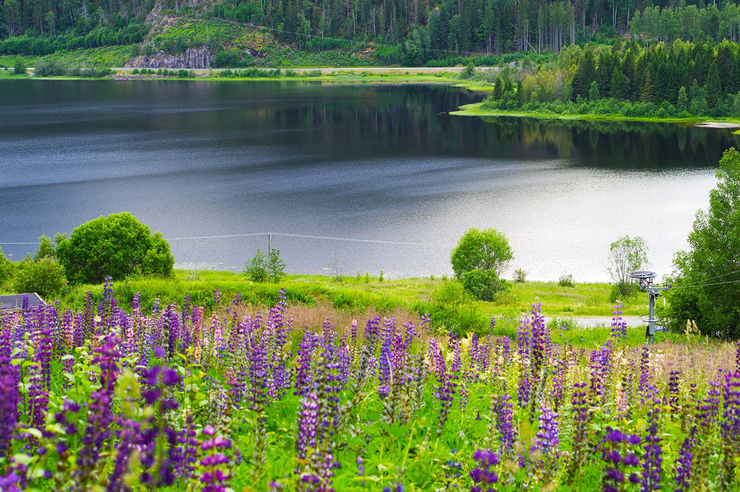 Blomplockarpromenad vid Skuleberget